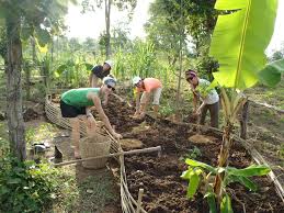 Volunteer - agriculture